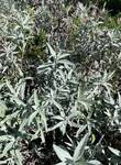 Plant name: White Sagebrush Artemesia ludoviciana 